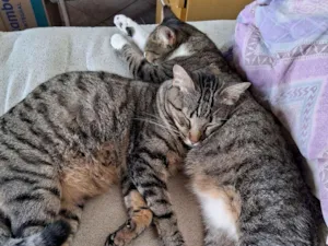 Gato raça SRD-ViraLata idade 3 anos nome GATINHA MAE E FILHO 