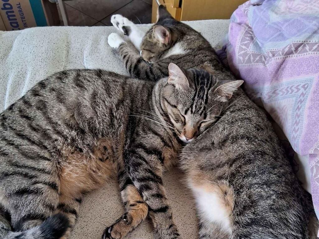 Gato raça SRD-ViraLata idade 3 anos nome GATINHA MAE E FILHO 