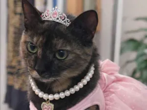 Gato raça Exótico idade 1 ano nome Filo