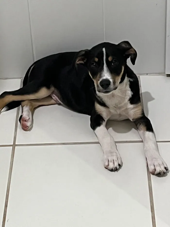 Cachorro raça Rottweiler idade 2 a 6 meses nome Piter 