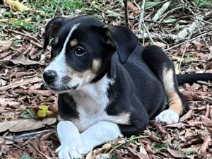 Cachorro raça Rottweiler idade 2 a 6 meses nome Piter 