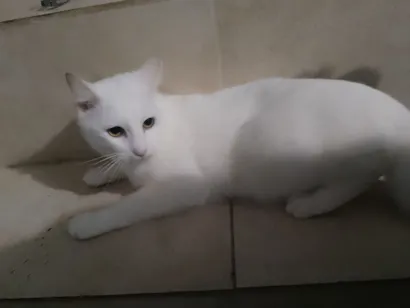 Gato raça SRD-ViraLata idade 1 ano nome Sem nome 