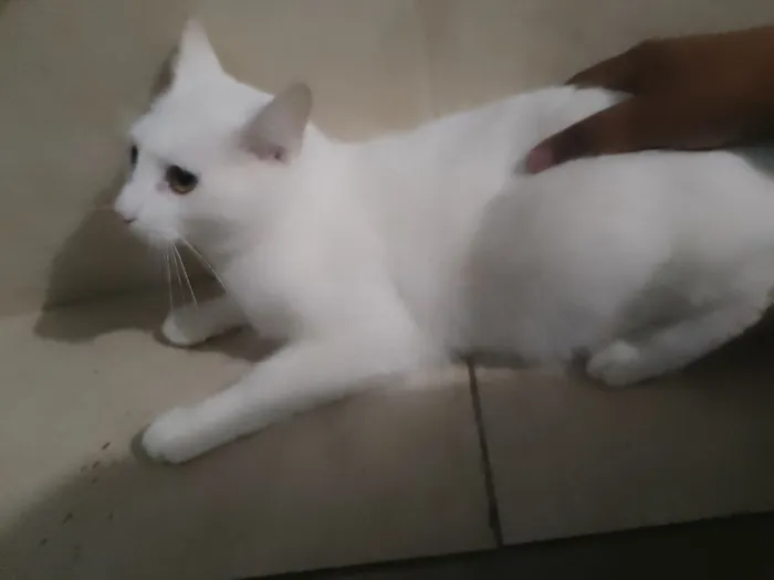 Gato raça SRD-ViraLata idade 1 ano nome Sem nome 