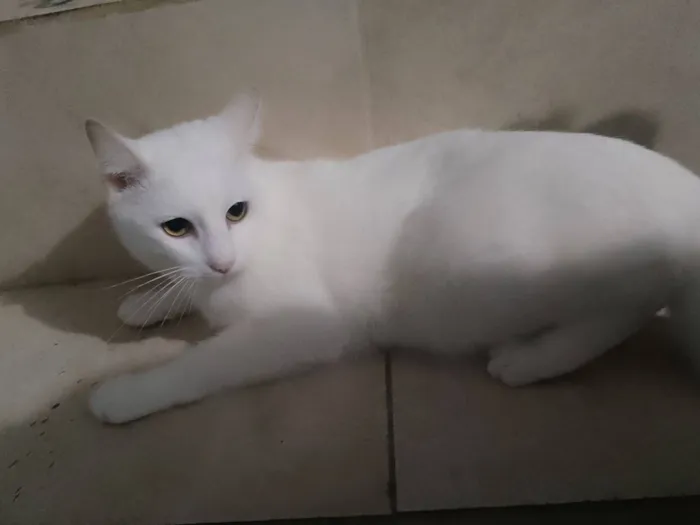 Gato raça SRD-ViraLata idade 1 ano nome Sem nome 