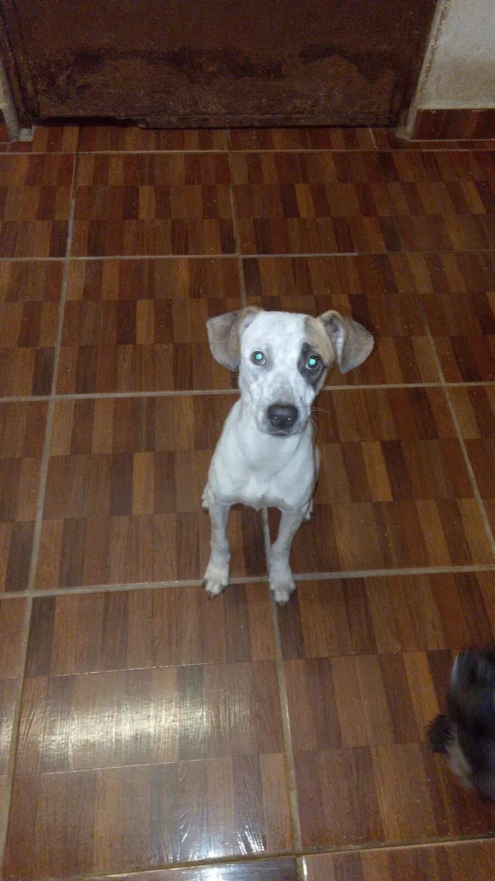 Cachorro raça SRD-ViraLata idade 1 ano nome Bradock