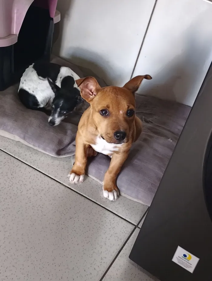 Cachorro raça Pit-Bull idade 2 a 6 meses nome Bombom