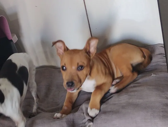 Cachorro raça Pit-Bull idade 2 a 6 meses nome Bombom