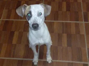 Cachorro raça SRD-ViraLata idade 1 ano nome Bradock