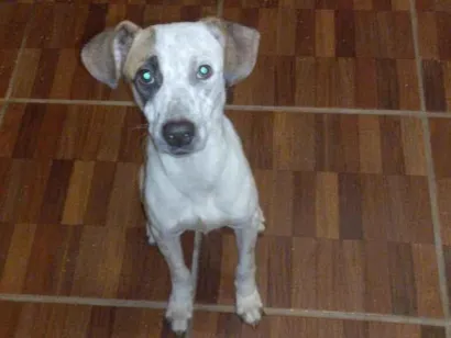 Cachorro raça SRD-ViraLata idade 1 ano nome Bradock