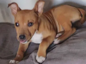 Cachorro raça Pit-Bull idade 2 a 6 meses nome Bombom