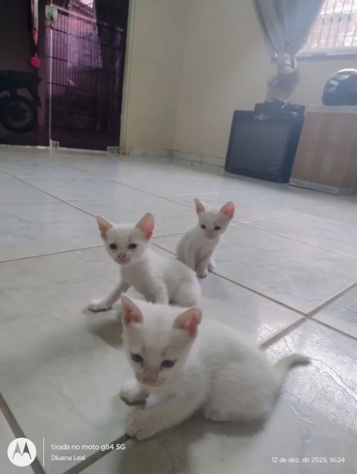 Gato raça SRD-ViraLata idade Abaixo de 2 meses nome Floquinho 