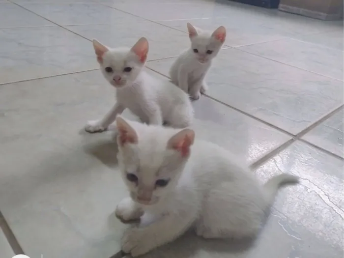 Gato raça SRD-ViraLata idade Abaixo de 2 meses nome Floquinho 