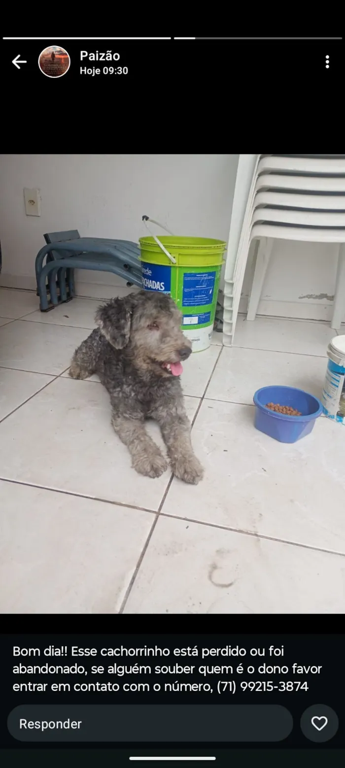 Cachorro raça Poodle idade 5 anos nome NÃO IDENTIFIQUEI 