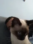 Gato raça Siamês idade 4 anos nome Nego