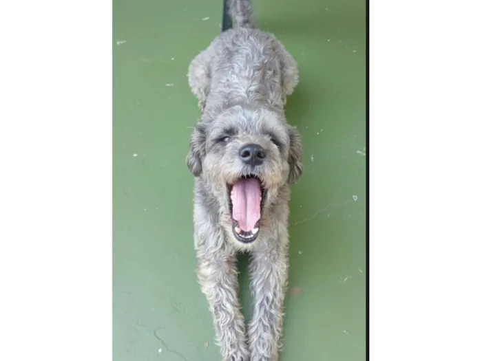 Cachorro raça Poodle idade 5 anos nome Zoggy