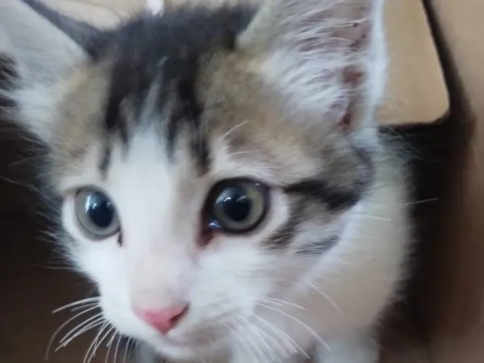 Gato raça SRD-ViraLata idade 2 a 6 meses nome Sem nome