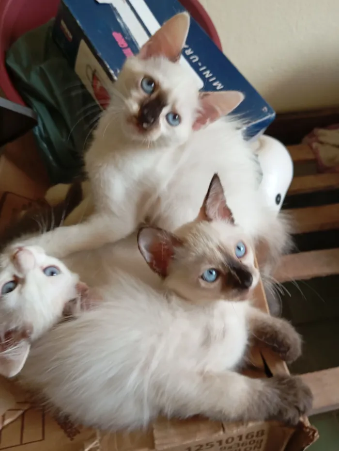 Gato raça SRD-ViraLata idade 2 a 6 meses nome Sem nome