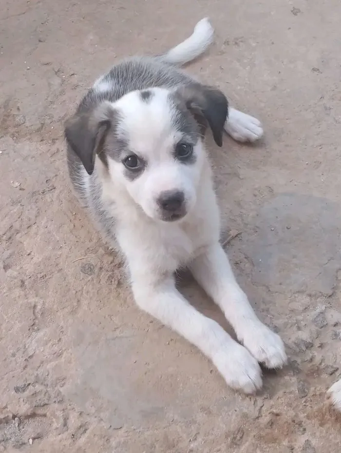 Cachorro raça SRD-ViraLata idade 2 a 6 meses nome Nouah