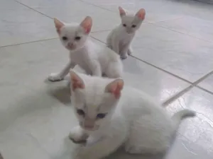 Gato raça SRD-ViraLata idade Abaixo de 2 meses nome Floquinho 