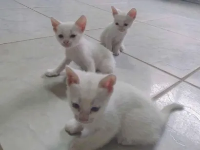 Gato raça SRD-ViraLata idade Abaixo de 2 meses nome Floquinho 