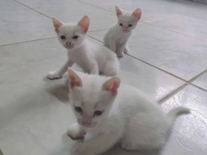 Gato raça SRD-ViraLata idade Abaixo de 2 meses nome Floquinho 