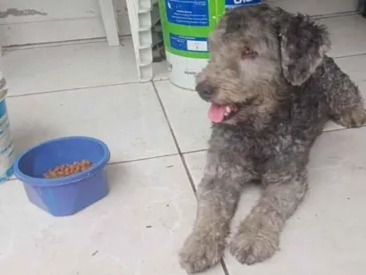 Cachorro raça Poodle idade 5 anos nome NÃO IDENTIFIQUEI 