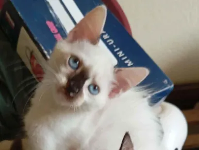 Gato raça SRD-ViraLata idade 2 a 6 meses nome Sem nome