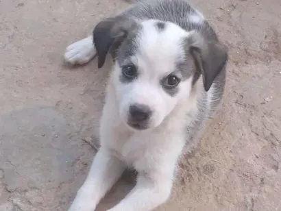 Cachorro raça SRD-ViraLata idade 2 a 6 meses nome Nouah