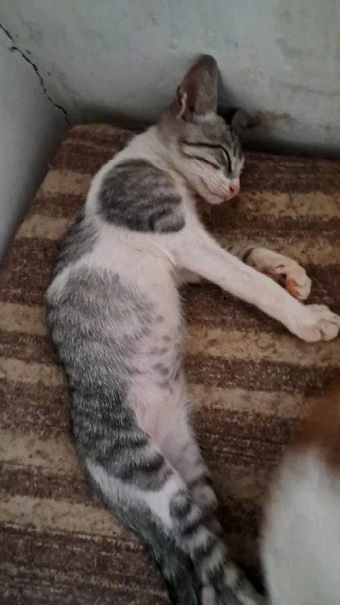 Gato raça Exótico idade 2 a 6 meses nome CRAVO