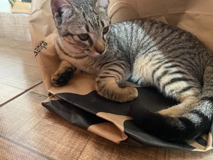 Gato raça SRD-ViraLata idade 2 a 6 meses nome ISABELA MOREIRA DA SILVA