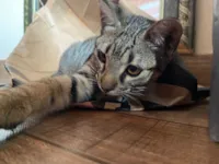 Gato raça SRD-ViraLata idade 2 a 6 meses nome ISABELA MOREIRA DA SILVA