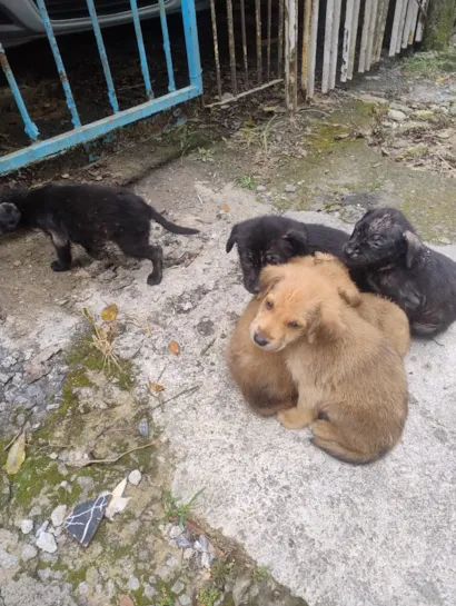 Cachorro raça SRD-ViraLata idade Abaixo de 2 meses nome Sem nome definido