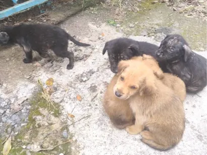 Cachorro raça SRD-ViraLata idade Abaixo de 2 meses nome Sem nome definido