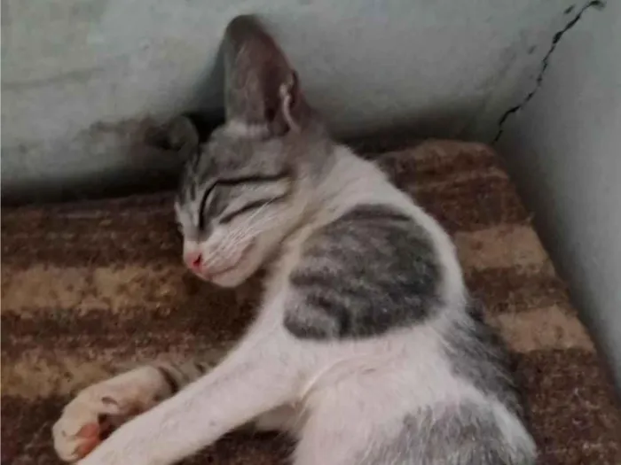 Gato raça Exótico idade 2 a 6 meses nome CRAVO