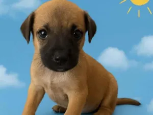 Cachorro raça SRD-ViraLata idade 2 a 6 meses nome  Joaquim