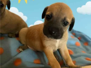 Cachorro raça SRD-ViraLata idade 2 a 6 meses nome João