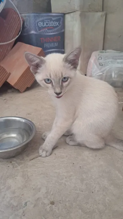 Gato raça SRD-ViraLata idade 2 a 6 meses nome Ninho