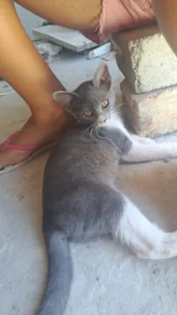 Gato raça SRD-ViraLata idade 2 a 6 meses nome Jubiléia