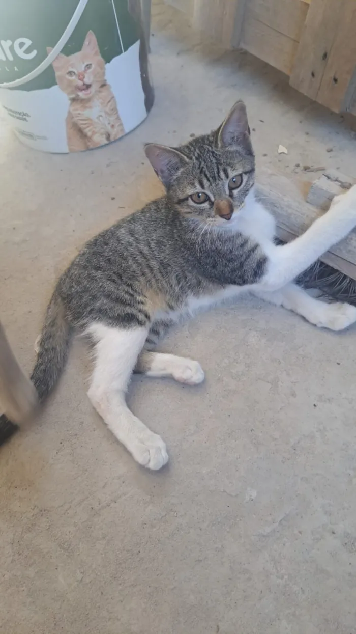 Gato raça SRD-ViraLata idade 2 a 6 meses nome Léia