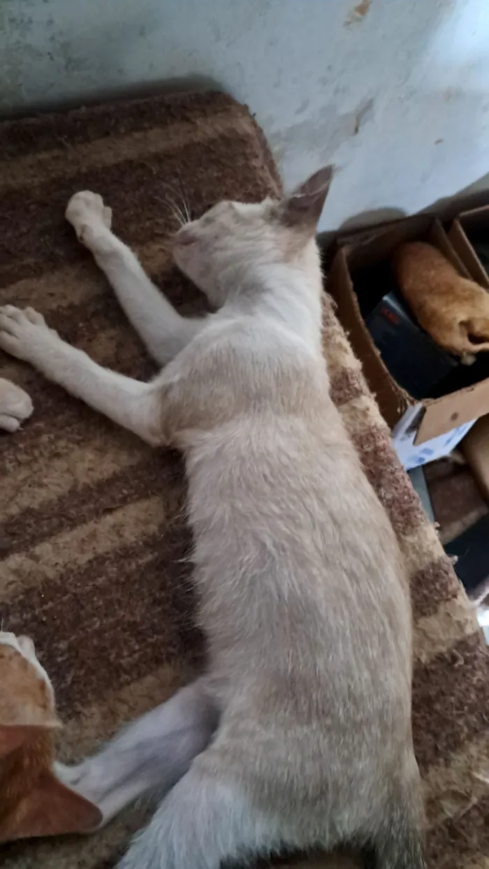 Gato raça Exótico idade 2 a 6 meses nome Branquinho 