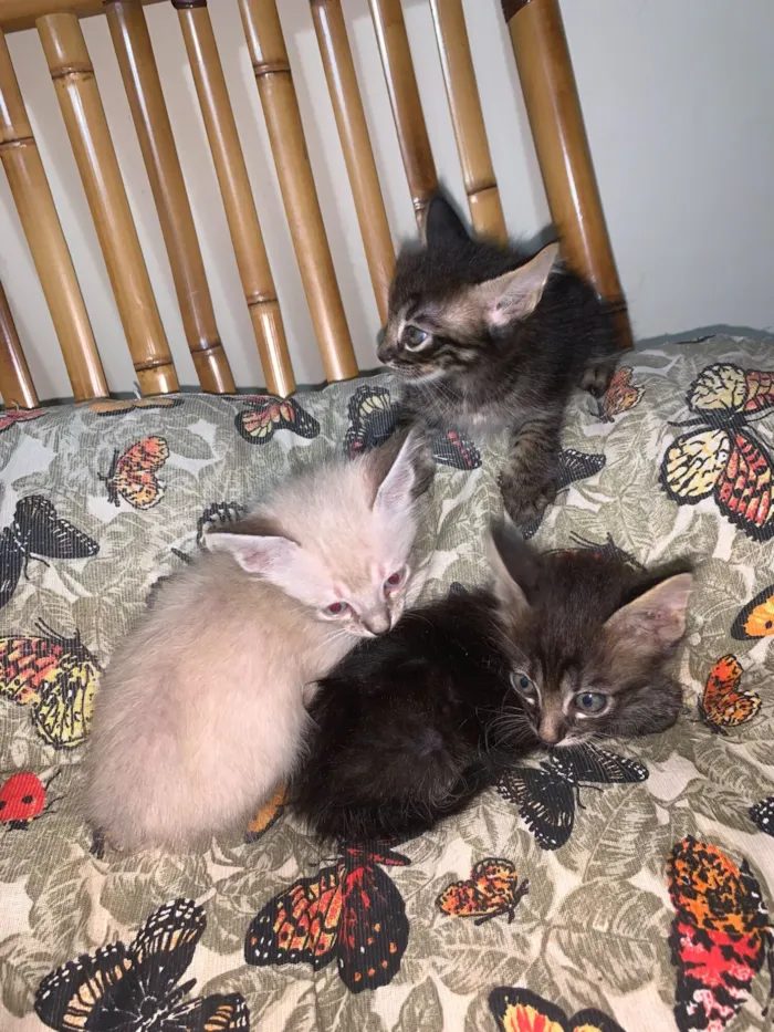 3 filhotes precisando de um lar 