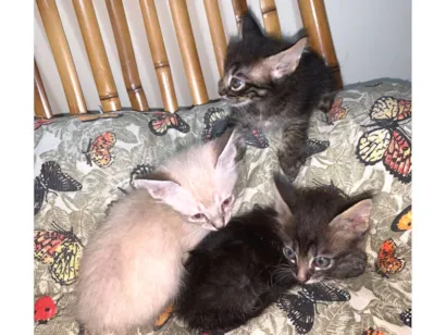 Gato raça SRD-ViraLata idade Abaixo de 2 meses nome 3 filhotes precisando de um lar 