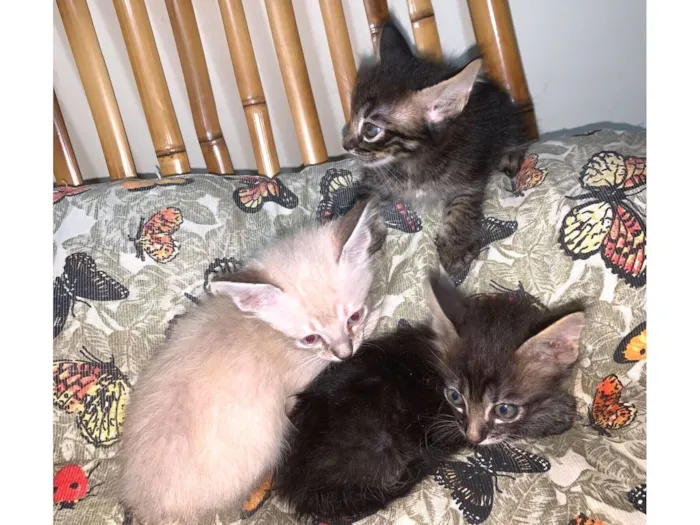 Gato raça SRD-ViraLata idade Abaixo de 2 meses nome 3 filhotes precisando de um lar 