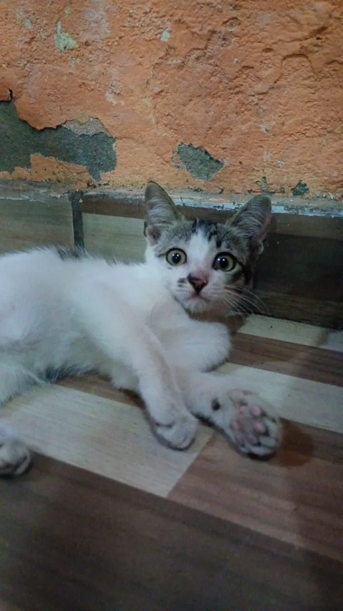 Gato raça SRD-ViraLata idade 2 a 6 meses nome Mel