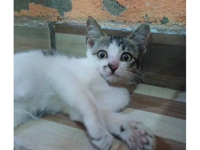 Gato raça SRD-ViraLata idade 2 a 6 meses nome Mel