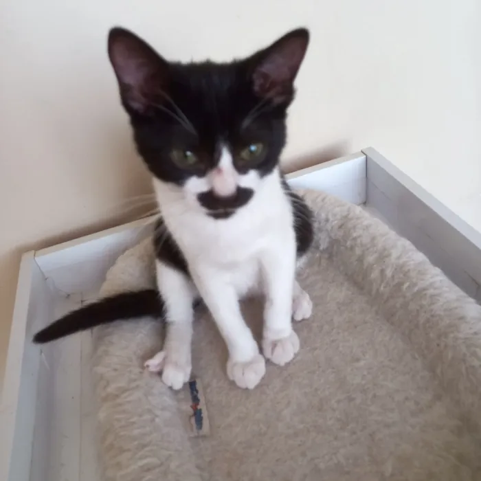 Gato raça SRD-ViraLata idade 2 a 6 meses nome Cacao bb2meses lindo !