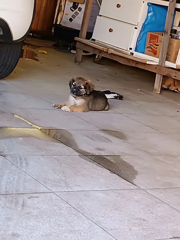 Cachorro raça SRD-ViraLata idade Abaixo de 2 meses nome Môgôdim 1