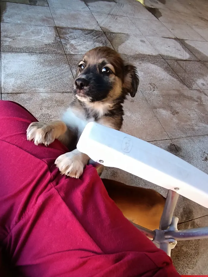 Cachorro raça SRD-ViraLata idade Abaixo de 2 meses nome Môgôdim 1