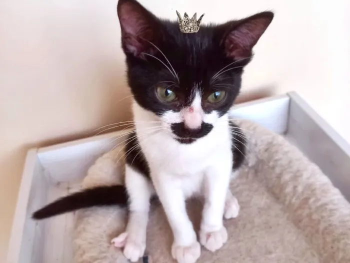 Gato raça SRD-ViraLata idade 2 a 6 meses nome Cacao bb2meses lindo !