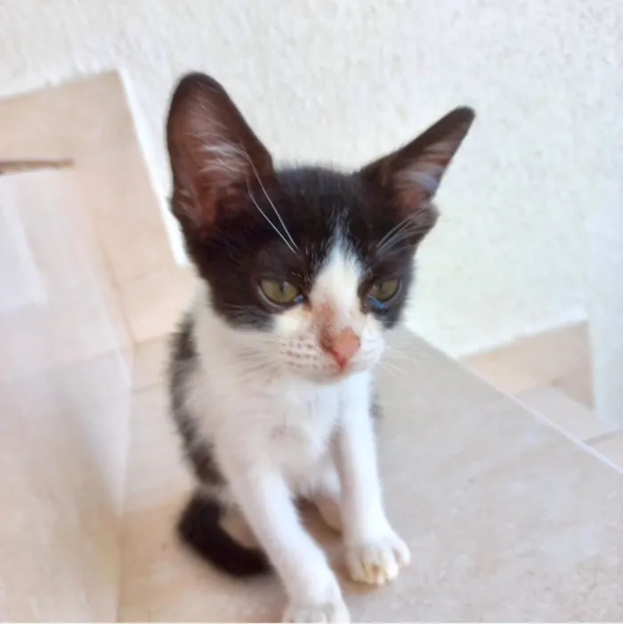 Gato raça SRD-ViraLata idade 2 a 6 meses nome Toffee bb2meses lindo 